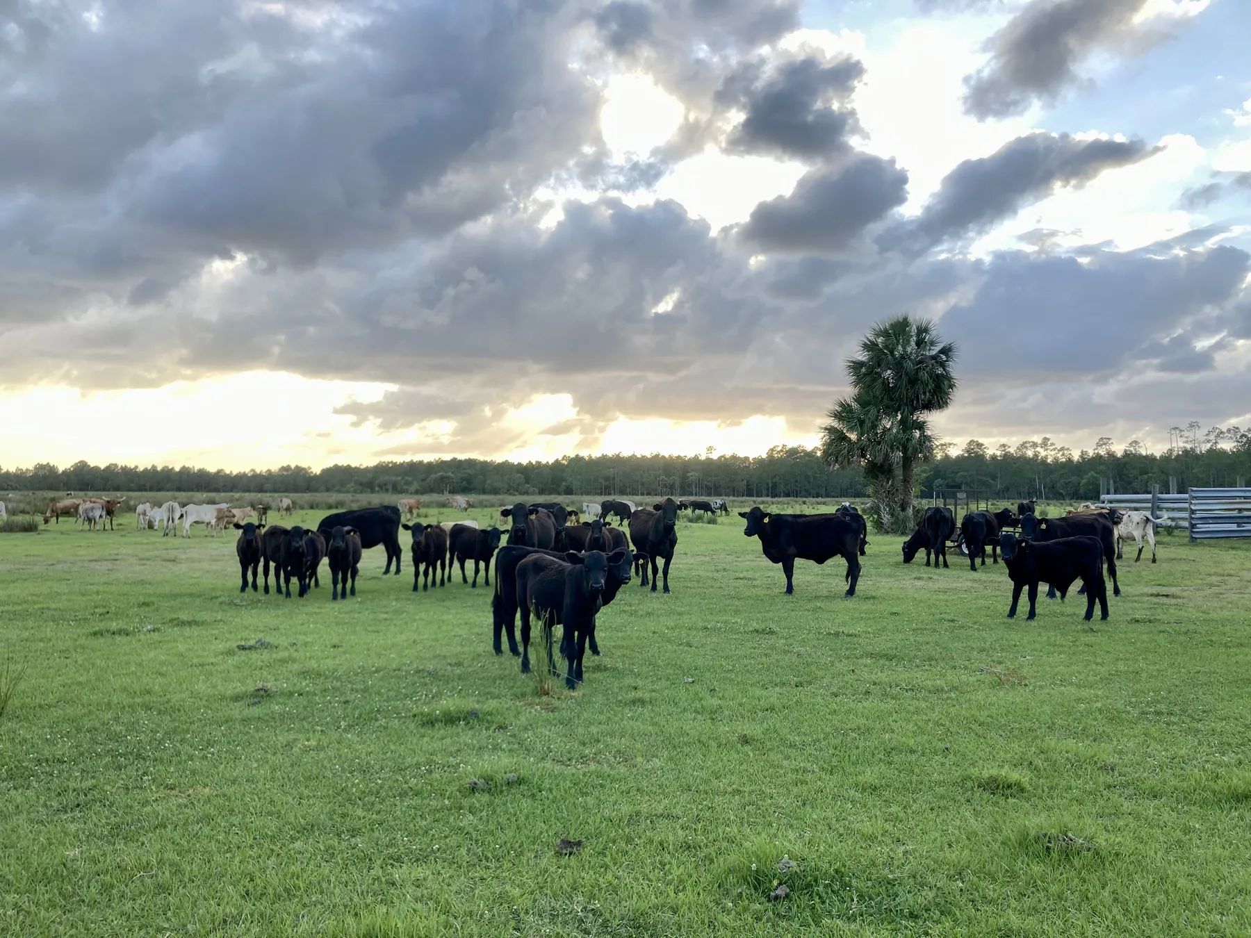 The Barton herd grazing on the ranch at sunset